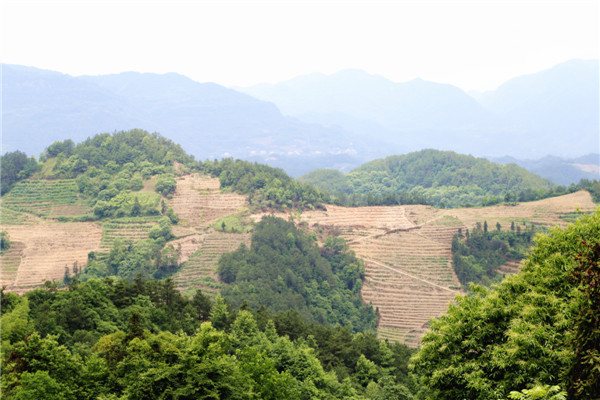 對面坡上600余畝臍橙基地（幫助貧困戶完成了600余畝臍橙種植任務(wù)）.jpg